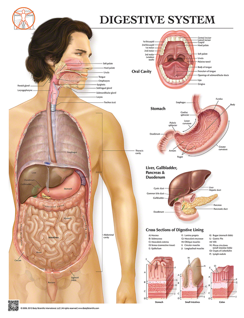 Digestive conditions