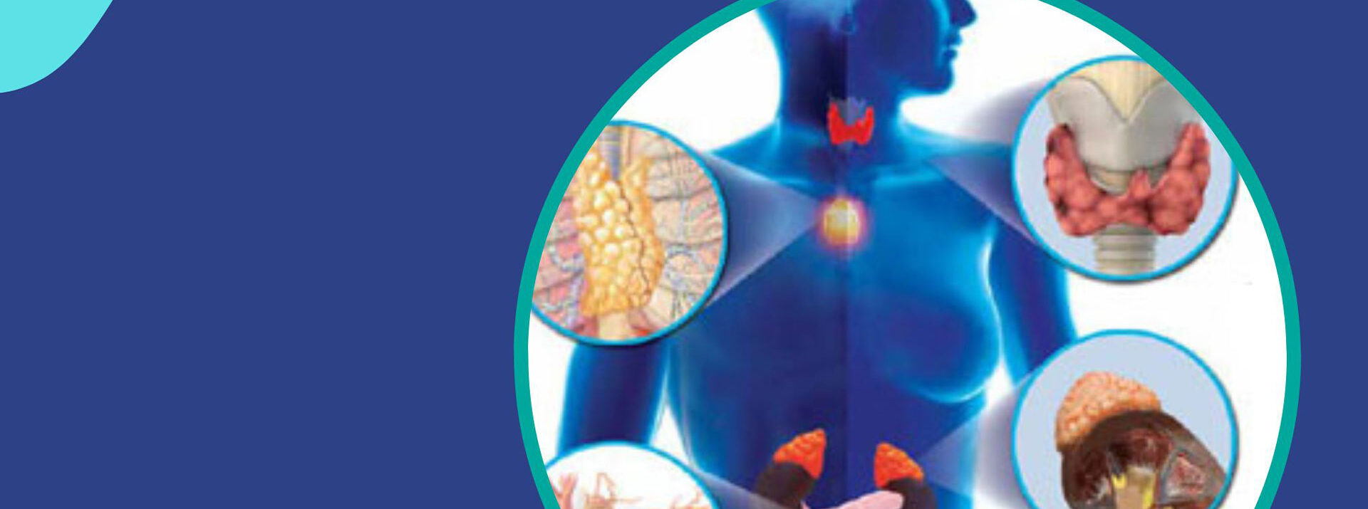 We offer Hormone and 
Endocrine Treatments
